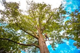 Best Lawn Renovation and Restoration  in Durand, WI