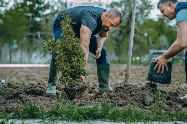 How Our Tree Care Process Works  in  Durand, WI