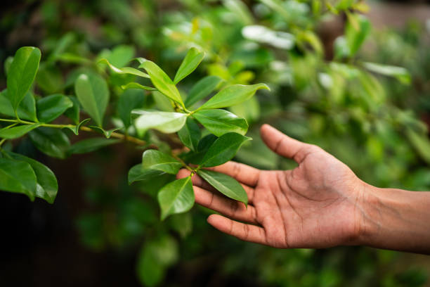 Reliable Durand, WI Tree Services Solutions