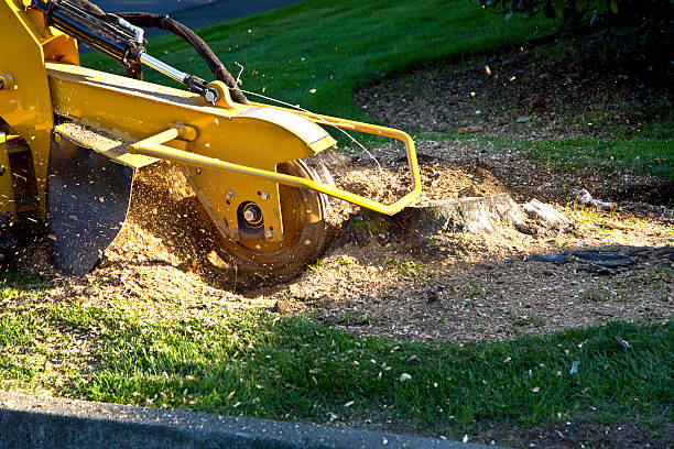 Best Root Management and Removal  in Durand, WI