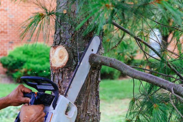  Durand, WI Tree Services Pros